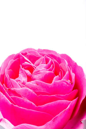 close-up of pink orange roses flowers on white background with copy space. floral macro. spring and summer border template . greeting and holiday card or postcardの写真素材