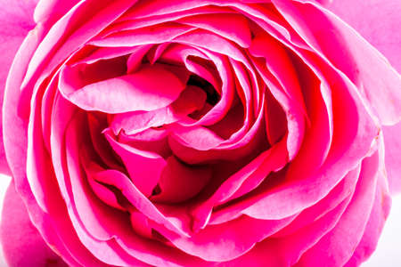 close-up of pink orange roses flowers on white background with copy space. floral macro. spring and summer border template . greeting and holiday card or postcardの写真素材