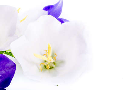 close-up of Campanula or bellflower flowers on white background with copy space. floral macro. spring and summer border template . greeting and holiday card or postcardの写真素材
