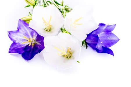 close-up of Campanula or bellflower flowers on white background with copy space. floral macro. spring and summer border template . greeting and holiday card or postcardの写真素材