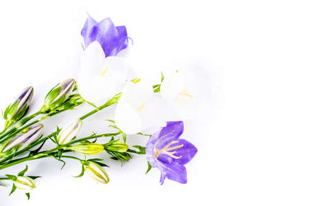 close-up of Campanula or bellflower flowers on white background with copy space. floral macro. spring and summer border template . greeting and holiday card or postcardの写真素材