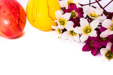 close-up of colorful easter eggs and saxifraga bryoides or mossy saxifrage flowers on white...
