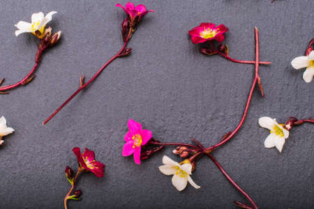 close-up of saxifraga bryoides or mossy saxifrage flowers on stone background with copy space....
