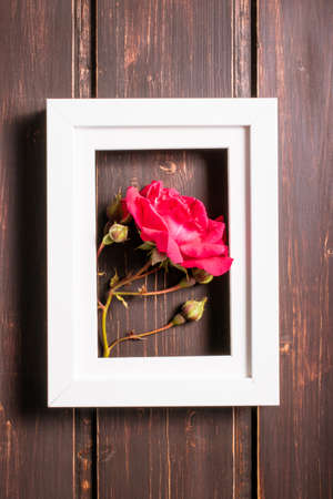 Rose flower in photo frame with cpoy space. greeting and celebration card.の写真素材