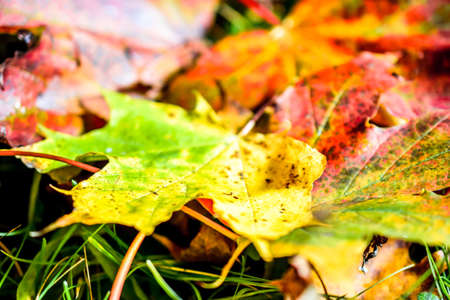 Autumn background. yellow and red maple foliage on autumnal Park. Autumn trees and leaves.