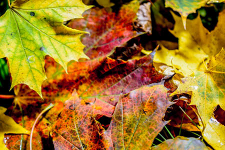 Autumn background. yellow and red maple foliage on autumnal Park. Autumn trees and leaves.