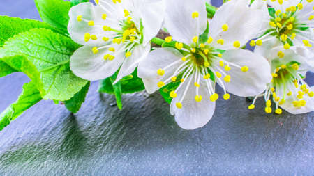 close-up of Cherry Blossom or Sakura on stone background with copy space. macro spring and summer border template floral. mockup greeting and holiday card.の写真素材
