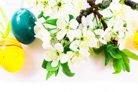 easter eggs and cherry blossom or sakura flowers on white background with copy space. border...