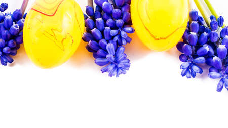 colorful easter eggs and hyacinthus spring flowers on white background with copy space. border...
