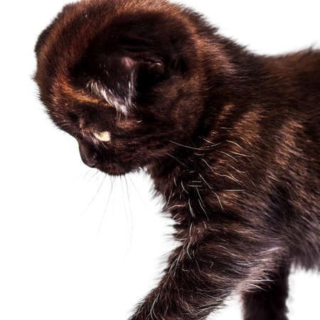 sad scottish Fold kitten isoliert on white backgroundの写真素材