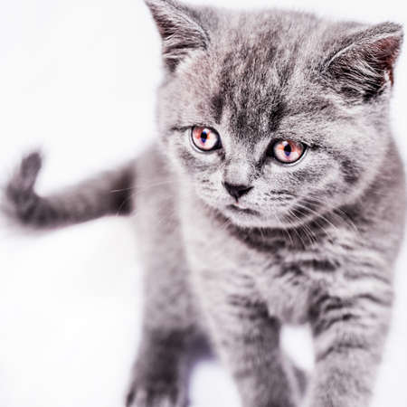 playful Scottish Straight kitten on white backgroundの写真素材