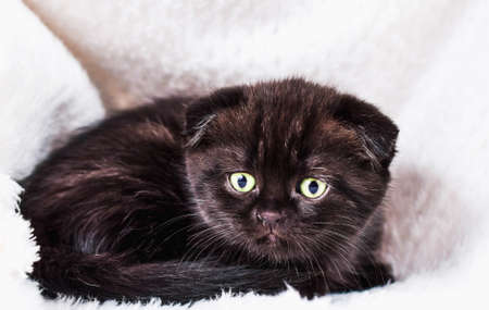 Scottish Fold kitten in a plaid with on white backgroundの写真素材