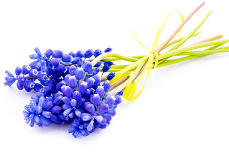 close-up of Hyacinthus on white background with copy space. greeting and holiday card.の写真素材
