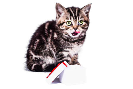 Scottish Straight kitten with gift box on white backgroundの写真素材