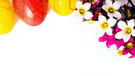 close-up of colorful easter eggs and saxifraga bryoides or mossy saxifrage flowers on white background with copy space. border template, easter greeting and holiday card.の写真素材
