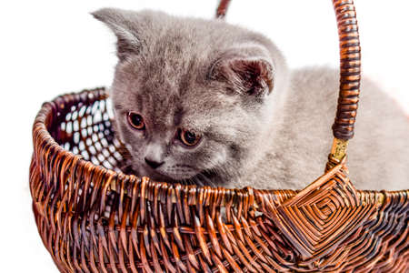Scottish Straight kitten. funny playful cat kitten isolated on white background. cute pet. brown and gray kitten in wicker basketの写真素材