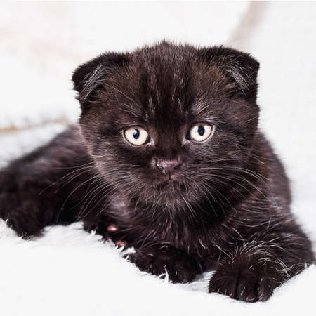 small kitten pet. Scottish fold kittenの写真素材