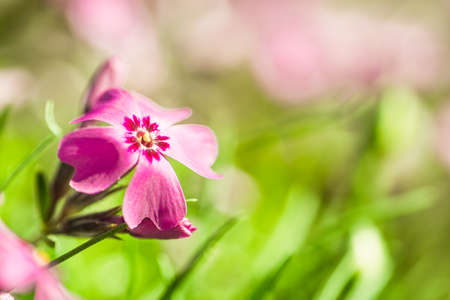 Spring lila Phlox flowers on blurred macro background. Spring or summer border template with copy space.の写真素材