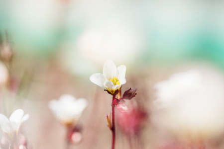 Spring small white flowers on blurred macro background. Spring or summer border template with copy space.の写真素材