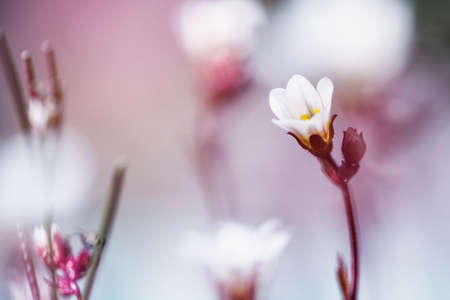 Spring small white flowers on blurred macro background. Spring or summer border template with copy space.の写真素材