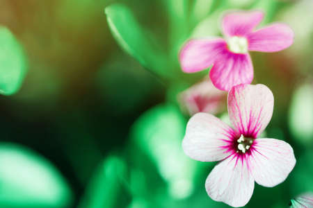 Spring lila Phlox flowers on blurred macro background. Spring or summer border template with copy...
