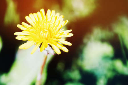 Spring dandelion flower on blurred macro background. Spring or summer border template with copy space.の写真素材