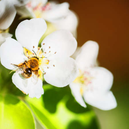 bee on spring cherry blossom collects pollen for honey. Blooming apple or sakura tree on sunny day.