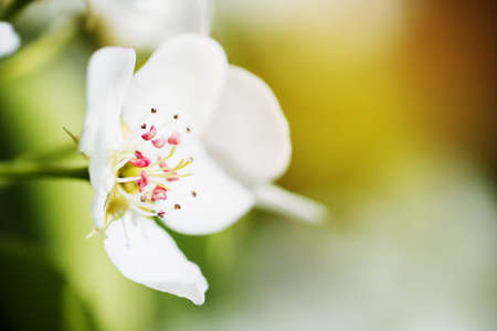Sunny spring blossom background. Blooming cherry, sakura or apple tree on sunny day.