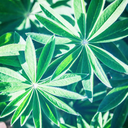 abstract backround of green leaves. Nature conceptの写真素材