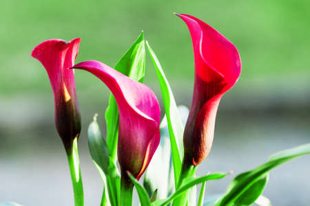 Calla flowers on blurred macro background. Romantic greeting card. Araceae, Calla palustrisの写真素材
