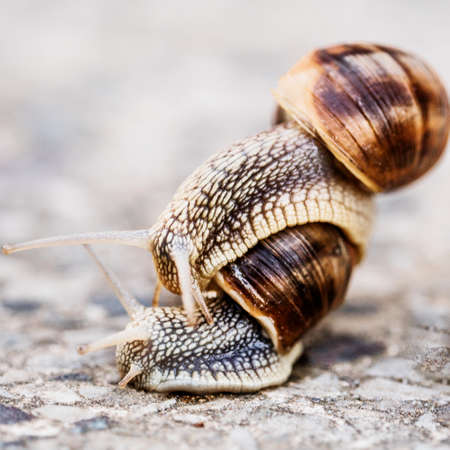 Two snails on blurred macro background. Helix pomatia Gastropoda. Roman snail gastropods, edible...