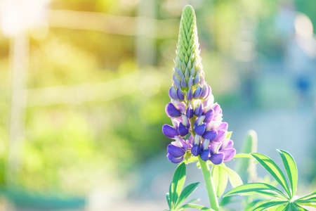Lupinus spring flowers on blurred macro background. Spring or summer border template with copy space. Romantic greeting card. Blooming flowers on sunny day. Flowering springtime. Spring backgroundの写真素材