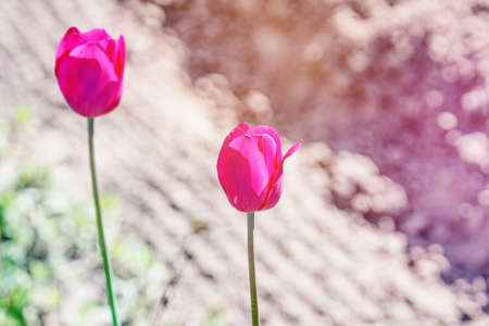 Spring tulips flowers on blurred macro background. Spring or summer border template with copy space. Romantic greeting card. Blooming flowers on sunny day. Beautiful flowering springtime.の写真素材