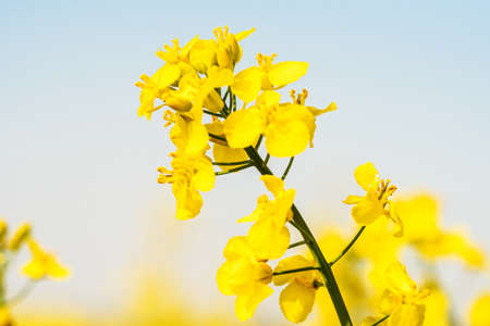 Rape blossom. Spring background. Flowering Canola or colza. blooming rape or Brassica napus....