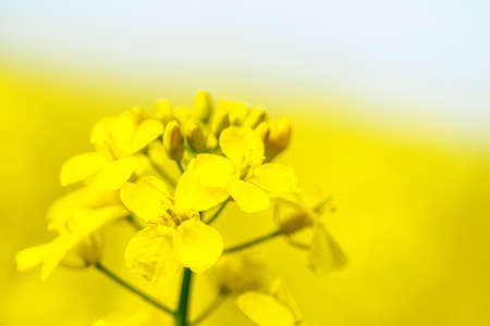 Rape blossom. Spring background. Flowering Canola or colza. blooming rape or Brassica napus....