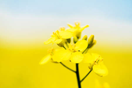 Rape blossom . Spring background. Flowering Canola or colza. blooming rape or Brassica napus....
