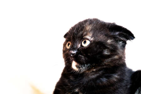scared scottish kitten on white. Domestic petの写真素材