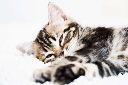 Scottish kitten on white background. Domestic petの写真素材