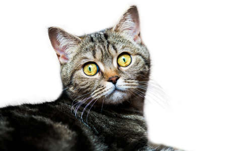 Portrait of Scottish Straight cat on white backgroundの写真素材