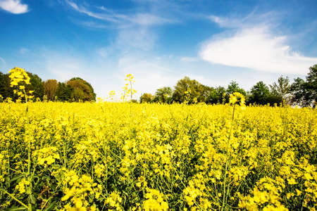 Flowering rape field. Spring background. Canola or colza blosom. blooming rape or Brassica napus....