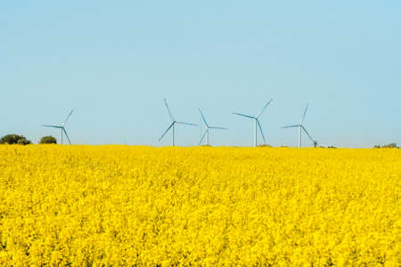 Flowering rape field. Spring background. Canola or colza blosom. blooming rape or Brassica napus....