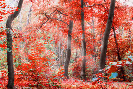 Autumn. Red forest with sunshine. Surreal and mysterious scene. Beautiful Autumnal park. Autumn landscape with trees and leavesの写真素材