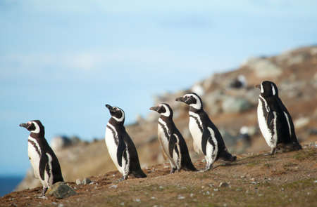Five magellanic penguins on the sea shoreの写真素材
