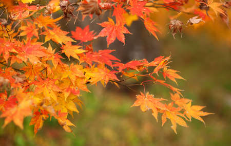 Red and orange Japanese maple leaves