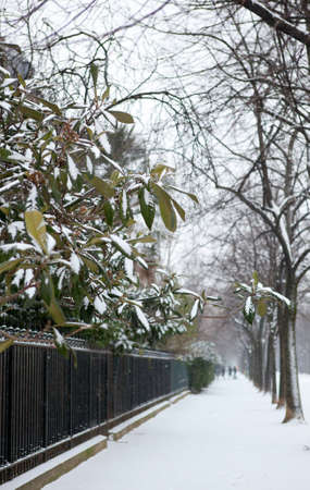 Winter in Paris. Plants on the Champ de Mars covered with snowの写真素材