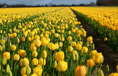 Beautiful tulip field in Hollandの写真素材