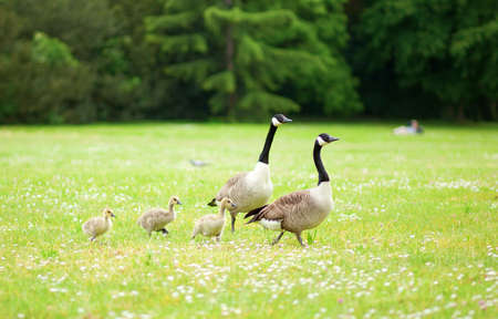Couple of Canadian geese with little goslingsの写真素材
