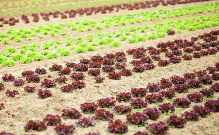 Beds of fresh lettuce on a farm