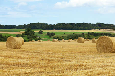 Beautiful landscape of golden fields in Normandy, France