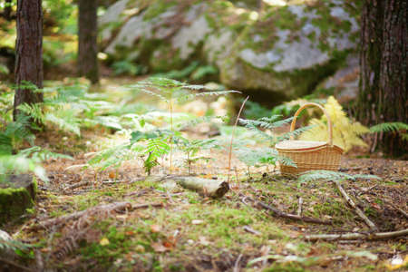 Wicker basket in a forestの写真素材